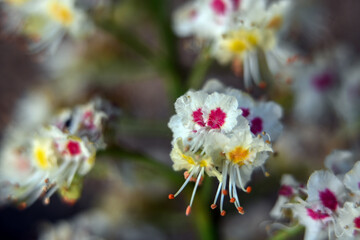 Macro photography of plants in sunny spring day.