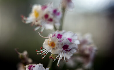 Macro photography of plants in sunny spring day.