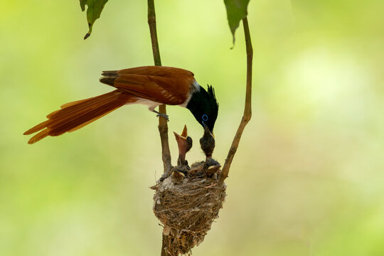 Indian paradise flycatcher feeding