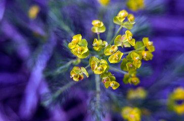 Macro photography of plants in sunny spring day.