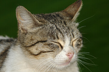 close up portrait of a cat