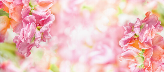 Fototapeta na wymiar Floral background with colorful blooming flowers with natural sunlight. Beautiful spring and summer nature. Front view. Banner.