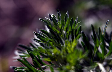 Macro photography of plants in sunny spring day.