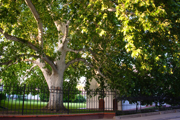 Touristic centre of Sremski Karlovci Serbia with Lower Church dedicated to the Holy Apostles Peter and Paul, and old plane tree under the state protection