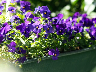 Violaceae flowers in garden