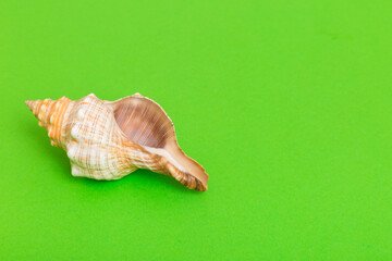 Beach seashells on colored background. Mock up with copy space