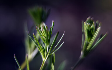 Macro photography of plants in sunny spring day.