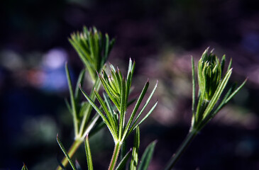 Macro photography of plants in sunny spring day.