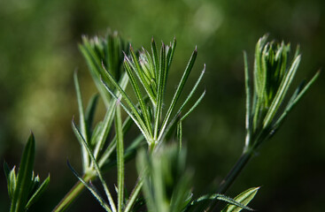 Macro photography of plants in sunny spring day.