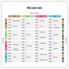 RNA codon table vector. Genetic code table. The three bases of an mRNA codon.