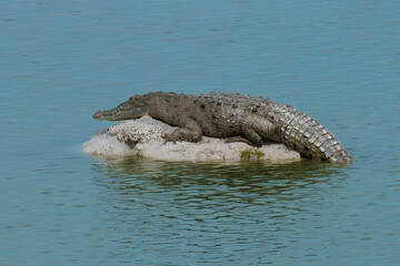 Crocodile on its rock and waiting