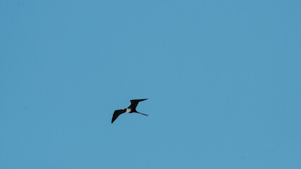 Obraz premium Black bird flying into the blue sky, Mexico