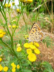 Lycaenidae. Butterfly perched on spring flowers