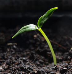 A small sprout of bell pepper sprouts in the ground.