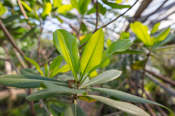 Green leaves on an ornamental tree on a plant.