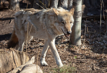 Wolf in the park in early spring.