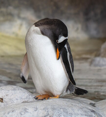 Portrait of a penguin in the park.