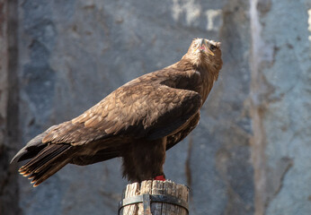 Portrait of an eagle in a park
