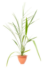 Small date palm in a pot on a white