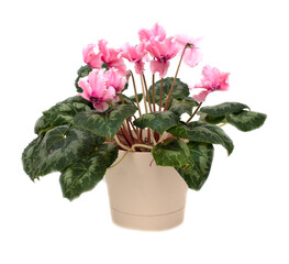Pink indoor flower on a white background.