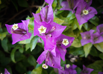 flower in the garden