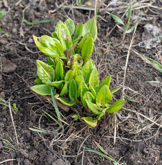 Green sorrel leaves in the ground in early spring.