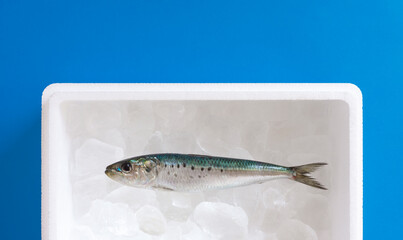 Fish(sardine) stored on ice in a styrofoam box. 発泡スチロールの箱の中の氷上に保管されている魚（マイワシ）