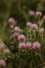 Selective focus of Red Clover flowers in Spring 
