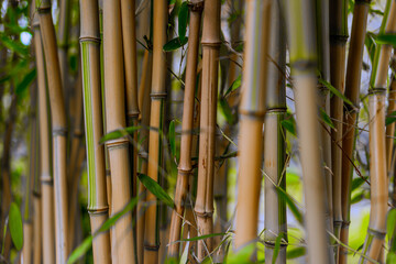 Bamboo in the garden as wallpaper