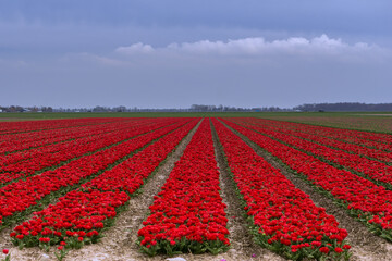 Tulips in Netherlands - big field in a cloudy day