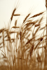 Fototapeta premium ears of golden wheat in the field.