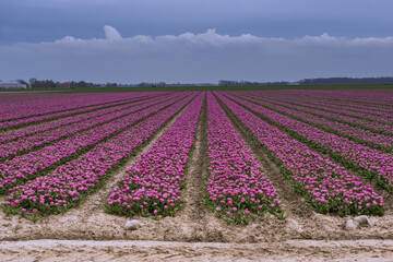 Tulips in Netherlands - big field in a cloudy day