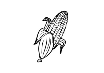 illustration of sweet corn best graphics design in vector art