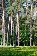 Pine forest in May. Sunny day and meadow of dandelions