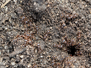 A flock of ants in the ground.
