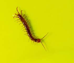 Centipede isolated on yellow background.
