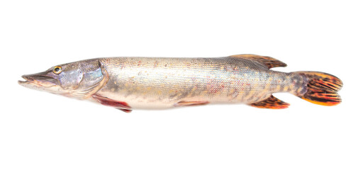 Pike fish isolated on white background.