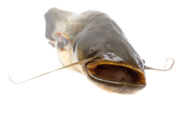 Catfish fish isolated on white background.