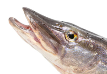 Pike fish isolated on white background.