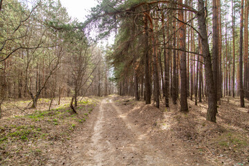 Dirt road in the forest in spring.