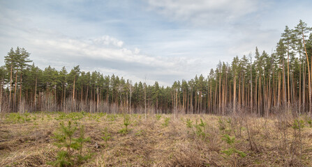 Pine trees in the forest as a background.