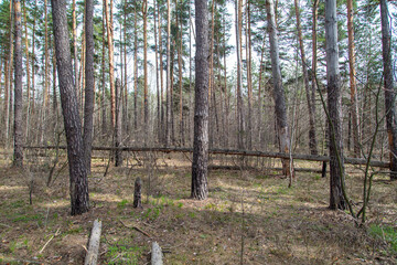 Trunks of coniferous trees in the forest as a background.