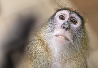 Monkey portrait in the zoo.