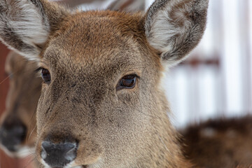 Deer portrait in the zoo.