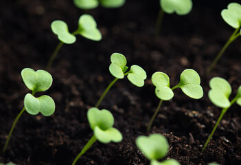 Small green sprouts of seedlings in the ground