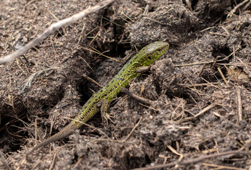 Naklejka na ściany i meble Green lizard on the ground in spring.