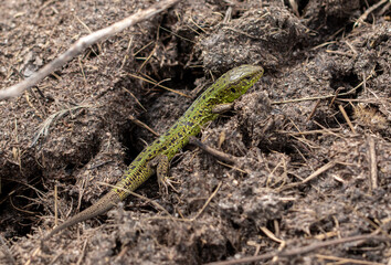 Green lizard on the ground in spring.