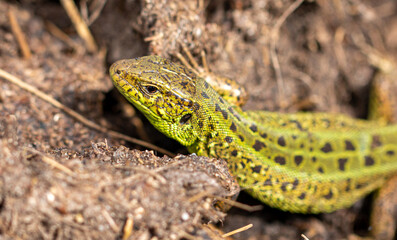 Green lizard on the ground in spring.