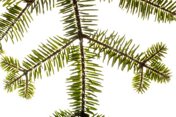 pine branch isolated on white background