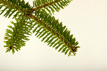 Fototapeta na wymiar pine branch isolated on white background